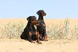 DOBERMANN 545